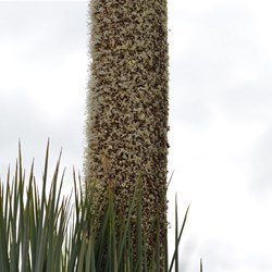 Xanthorrhoea semiplana ssp tateana 