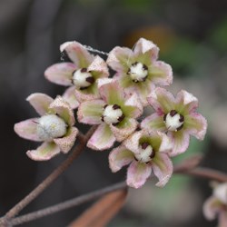 Lasiopetalum behrii 