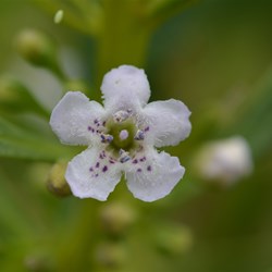 Myoporum insulare 