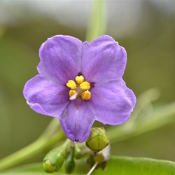 Solanum simile 