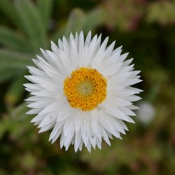 Helichrysum leucopsideum 