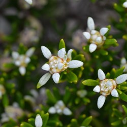 Spyridium phylicoides 