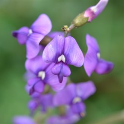 Swainsona lessertiifolia 