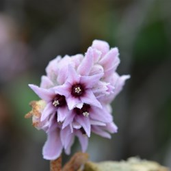 Lasiopetalum discolor 