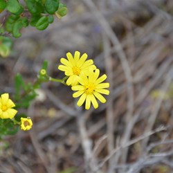 Senecio lautus 