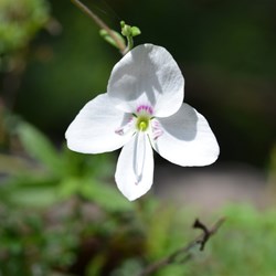 Veronica hillebrandii 