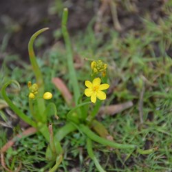 Bulbine semibarbata 
