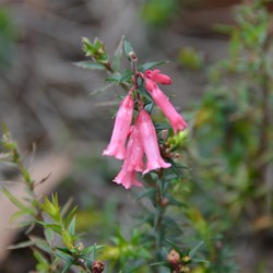 Epacris impessa 
