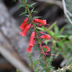 Epacris impessa 