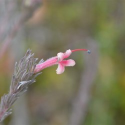 Adenanthos macropodiana 