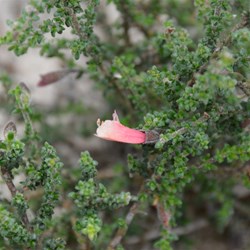Prostanthera serpyllifolia 