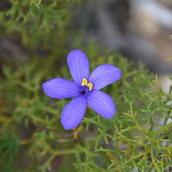 Cheiranthera alternifolia 