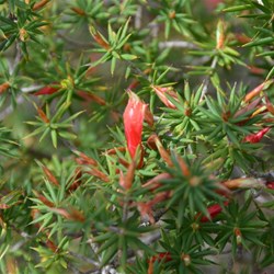 Astroloma conostephioides 