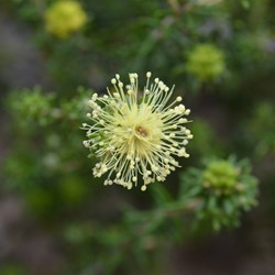Microcybe pauciflora 