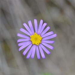 Olearia ciliata var squamifolia 