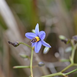 Dianella revoluta var revoluta 