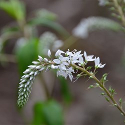 Derwentia derwentiana 