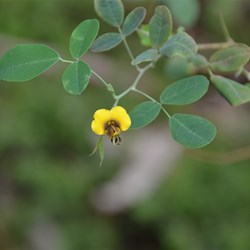 Goodia lotifolia 