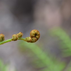 Pteridium esculentum 