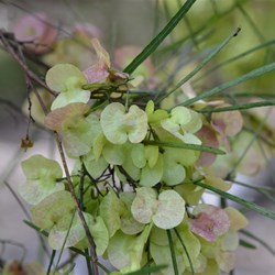 Dodonaea viscosa ssp. Angustissima 