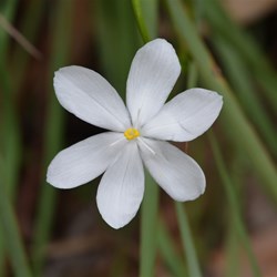 Orthrosanthus multiflorus 