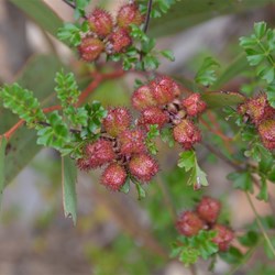 Dodonaea humilis  