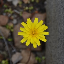 Microseris lanceolata 