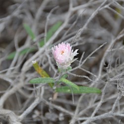 Helichrysum leucopsideum 