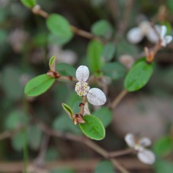 Spyridium thymifolium 