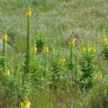 Not all displays were Native, but they still added to the colour
