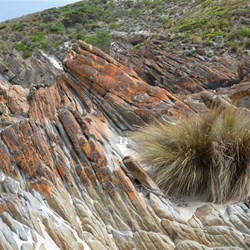 Astrostipa stipoides