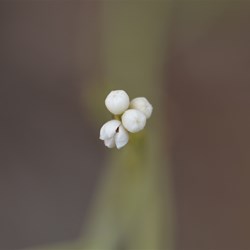 Choretrum glomeratum var glomeratum 