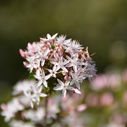 Calytrix tetragona 