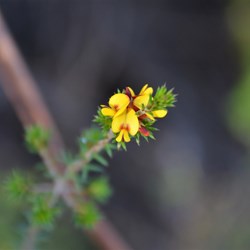 Pultenaea acerosa 