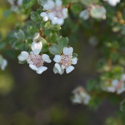 Spyridium halmaturinum var halmaturinum 