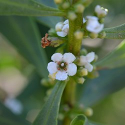 Myoporum insulare 