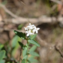 Pimelea glauca 