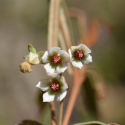 Lasiopetalum bauerii 