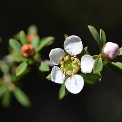 Leptospermum myrsinoides 