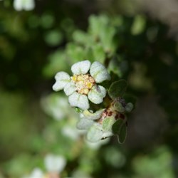 Spyridium halmaturinum var halmaturinum 