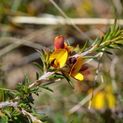 Pultenaea acerosa 