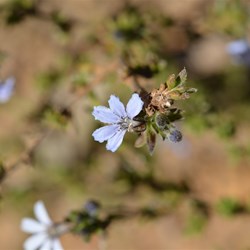 Scaevola crassifolia 