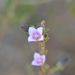 Boronia coerulesscens ssp coerulesscens 