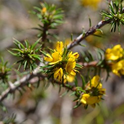 Pultenaea acerosa 