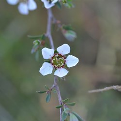 Leptospermum myrsinoides 
