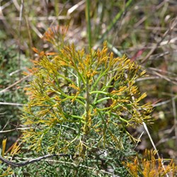 Petrophile multisecta 