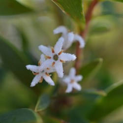 Leucopogon parviflorus 