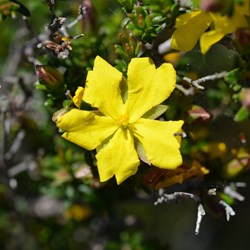 Hibbertia riparia 