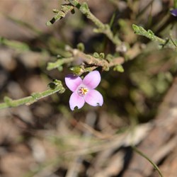 Boronia edwardsii 