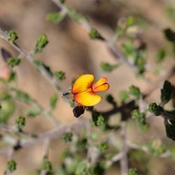 Pultenaea teretifolia var brachyphylla 